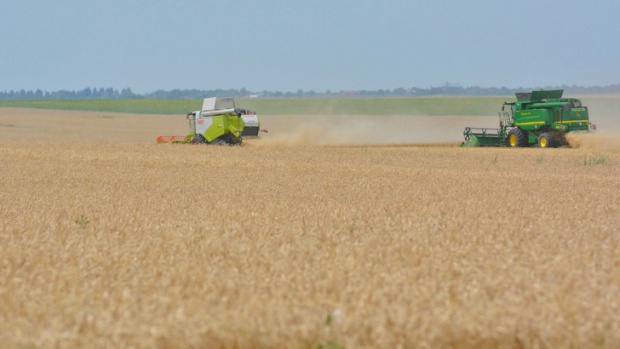 Болгария останется одним из ключевых поставщиков пшеницы в ЕС