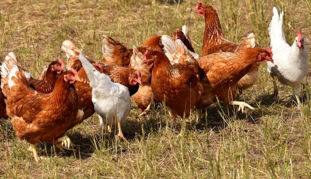 Беларусь ограничила ввоз мяса птицы из Болгарии