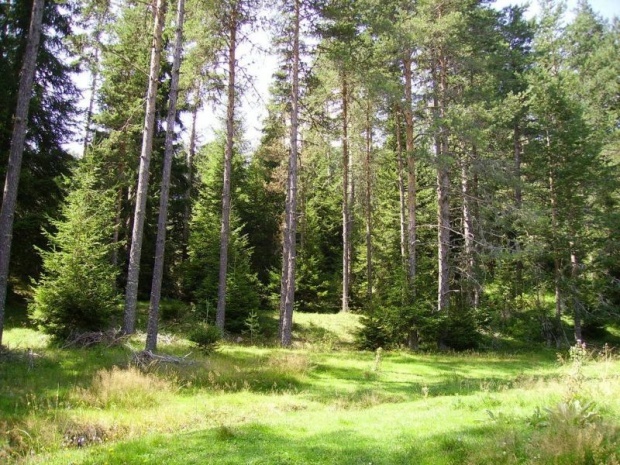 Сегодня в Болгарии утром ожидается дождь, после обеда - солнечная погода